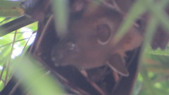 Cynopterus brachyotis