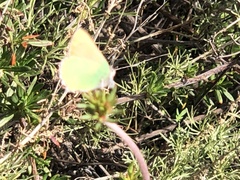 Callophrys dumetorum