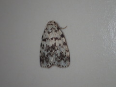 Aemene taprobanis