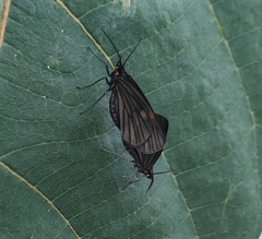 Sangalopsis microleuca