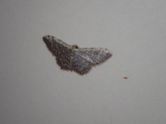 Idaea costiguttata