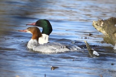 Mergus merganser