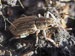 Sitona lineatus