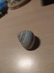 Helix ligata