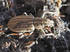 Sitona lineatus