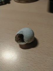 Helix ligata