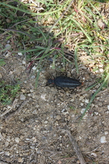 Physomeloe corallifer