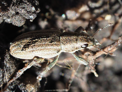 Sitona lineatus