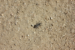 Coniocleonus megalographus