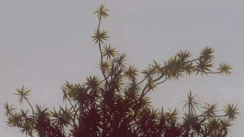 Dracaena reflexa var. reflexa image