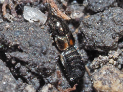 Aleochara bipustulata