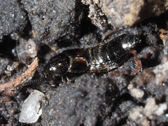 Aleochara bipustulata
