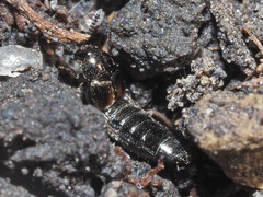 Aleochara bipustulata