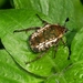 Eastern Variable Fruit Chafer - Photo (c) Peter Vos, some rights reserved (CC BY-NC), uploaded by Peter Vos