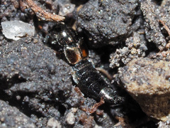 Aleochara bipustulata