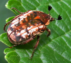 Elaphinis irrorata