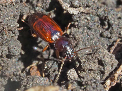 Trechus quadristriatus