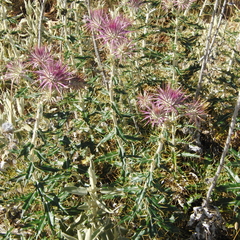 Ptilostemon hispanicus