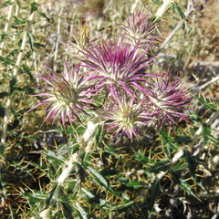 Ptilostemon hispanicus