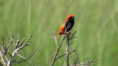 Euplectes nigroventris