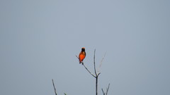 Euplectes nigroventris