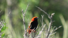 Euplectes nigroventris