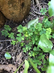Oxalis incarnata