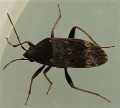 Neolethaeus tenebrosus
