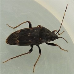 Neolethaeus tenebrosus