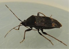 Neolethaeus tenebrosus
