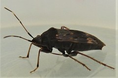 Neolethaeus tenebrosus
