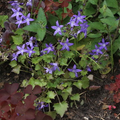 Campanula garganica