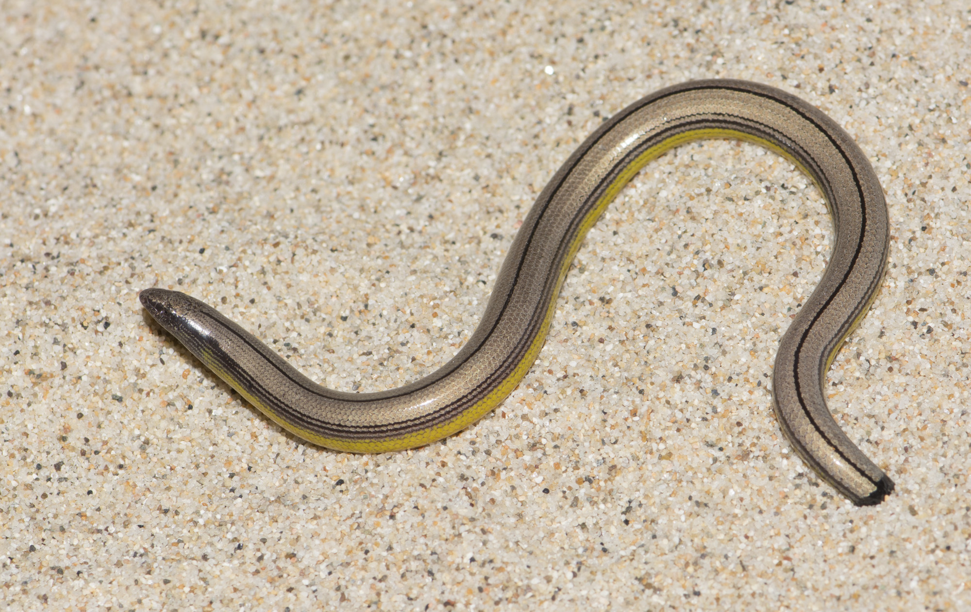 Northern Legless Lizard (Anniella pulchra) · iNaturalist