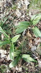 Himantoglossum hircinum