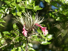 Tillandsia recurvifolia