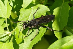 Sphex melanopus