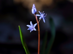 Scilla vindobonensis