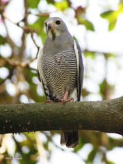 Lizard Buzzard photo 3