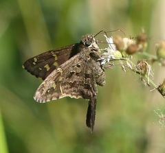 Thorybes dorantes dorantes