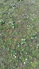 Himantoglossum hircinum