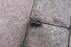 Serrognathus titanus platymelus