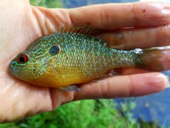 Lepomis peltastes