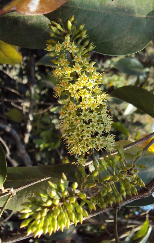 Combretum latifolium (Combretum latifolium)