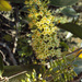 Combretum latifolium - Photo (c) Vinayaraj，保留部份權利CC BY-SA