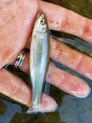 Cyprinella spiloptera