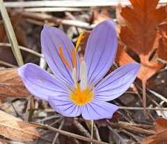 Crocus pulchellus