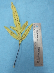 Microsorum grossum