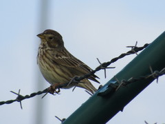 Emberiza calandra