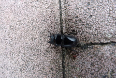 Serrognathus titanus platymelus