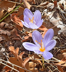 Crocus pulchellus